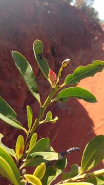 Image of Erythroxylum platyclados Boj.