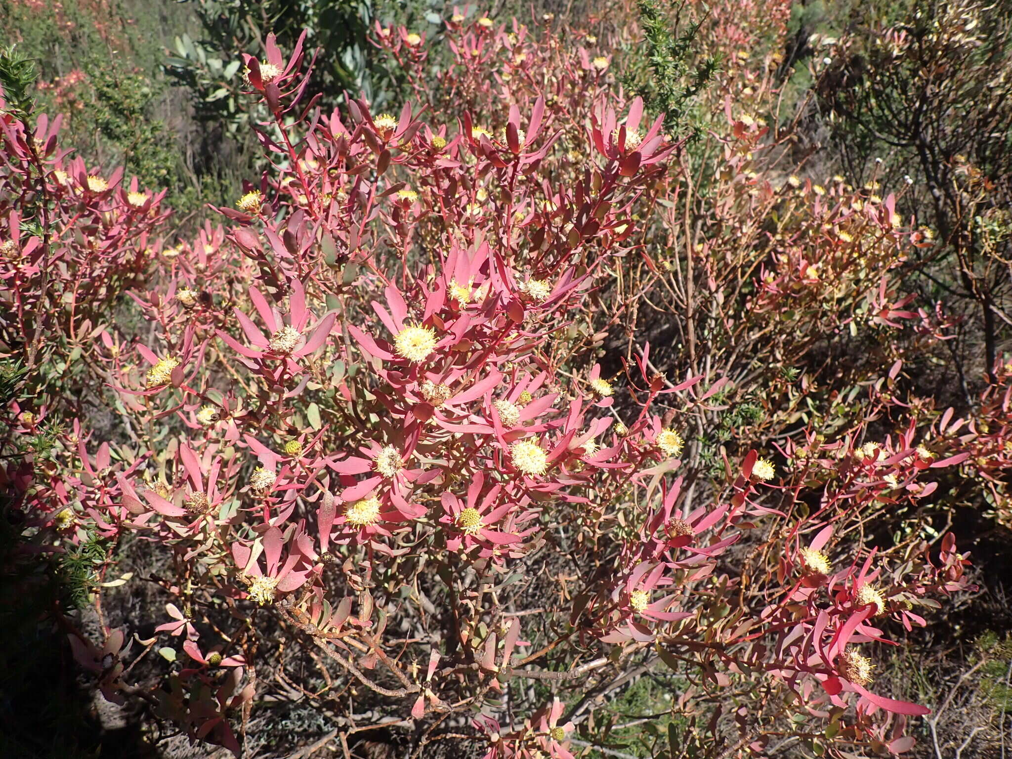 Image of Leucadendron glaberrimum subsp. erubescens I. J. M. Williams