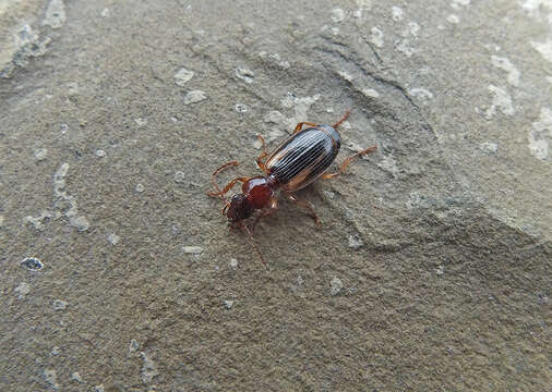 Plancia ëd Cymindis (Cymindis) lineata (Quensel ex Schönherr 1806)