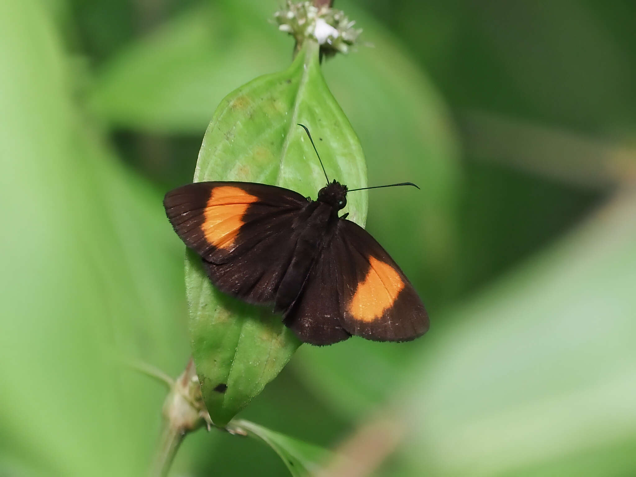 Image of Koruthaialos rubecula Plötz 1882