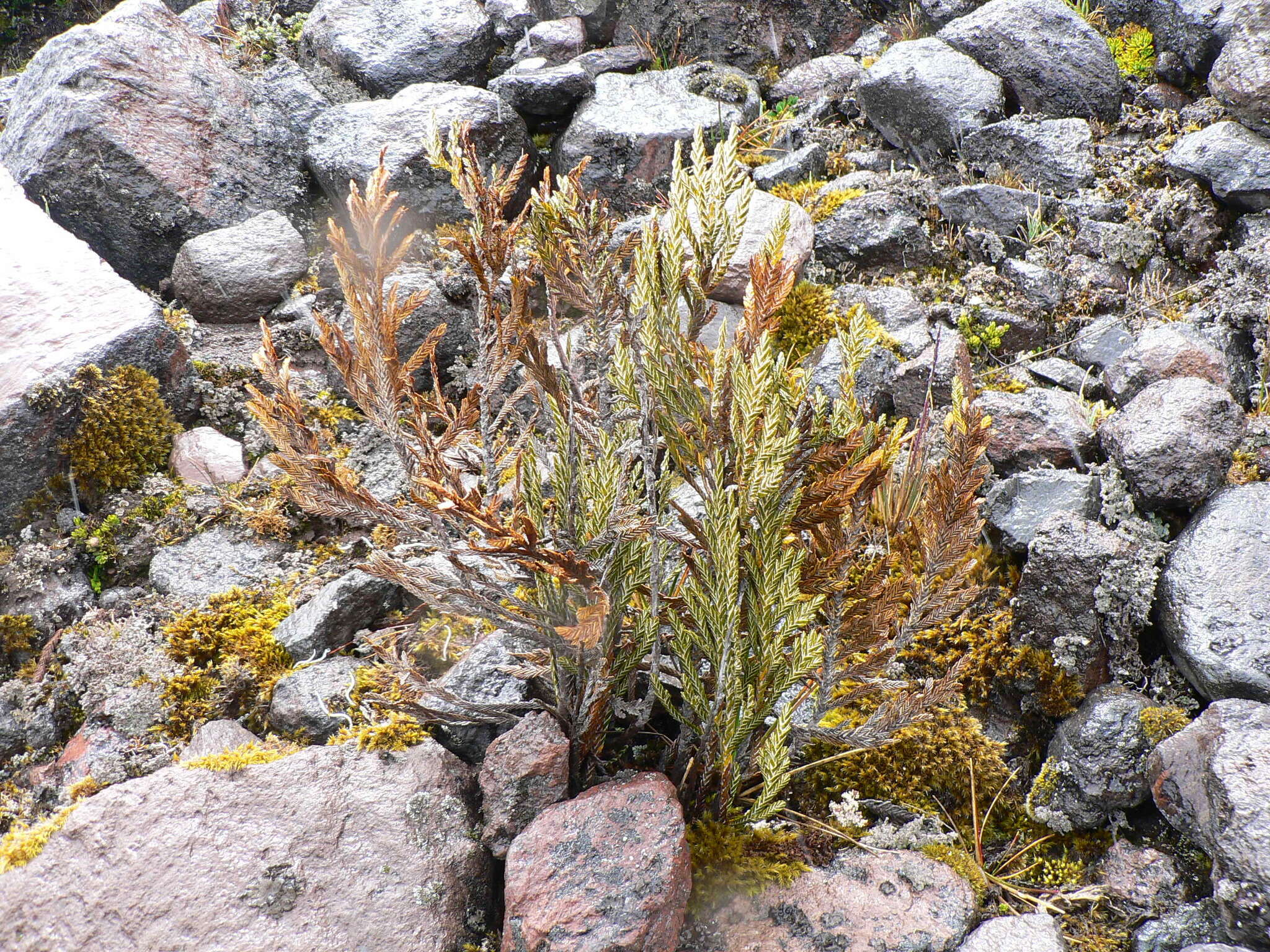 Image of Andicolea thuyoides (Lam.) Mayta & Molinari