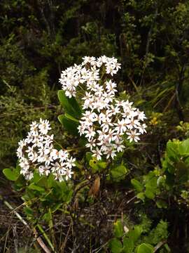 Olearia townsonii Cheeseman resmi