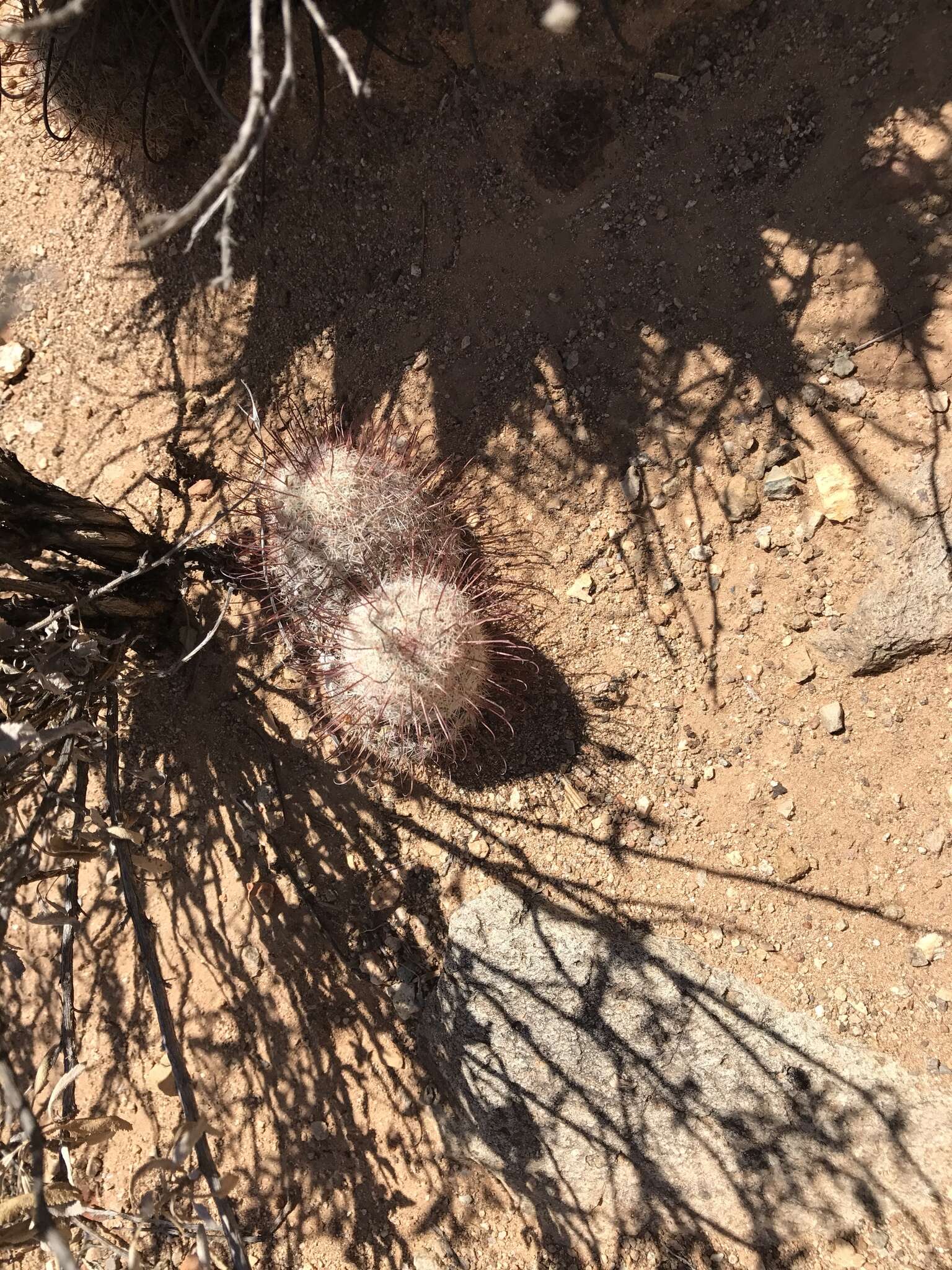 Image de Mammillaria grahamii Engelm.