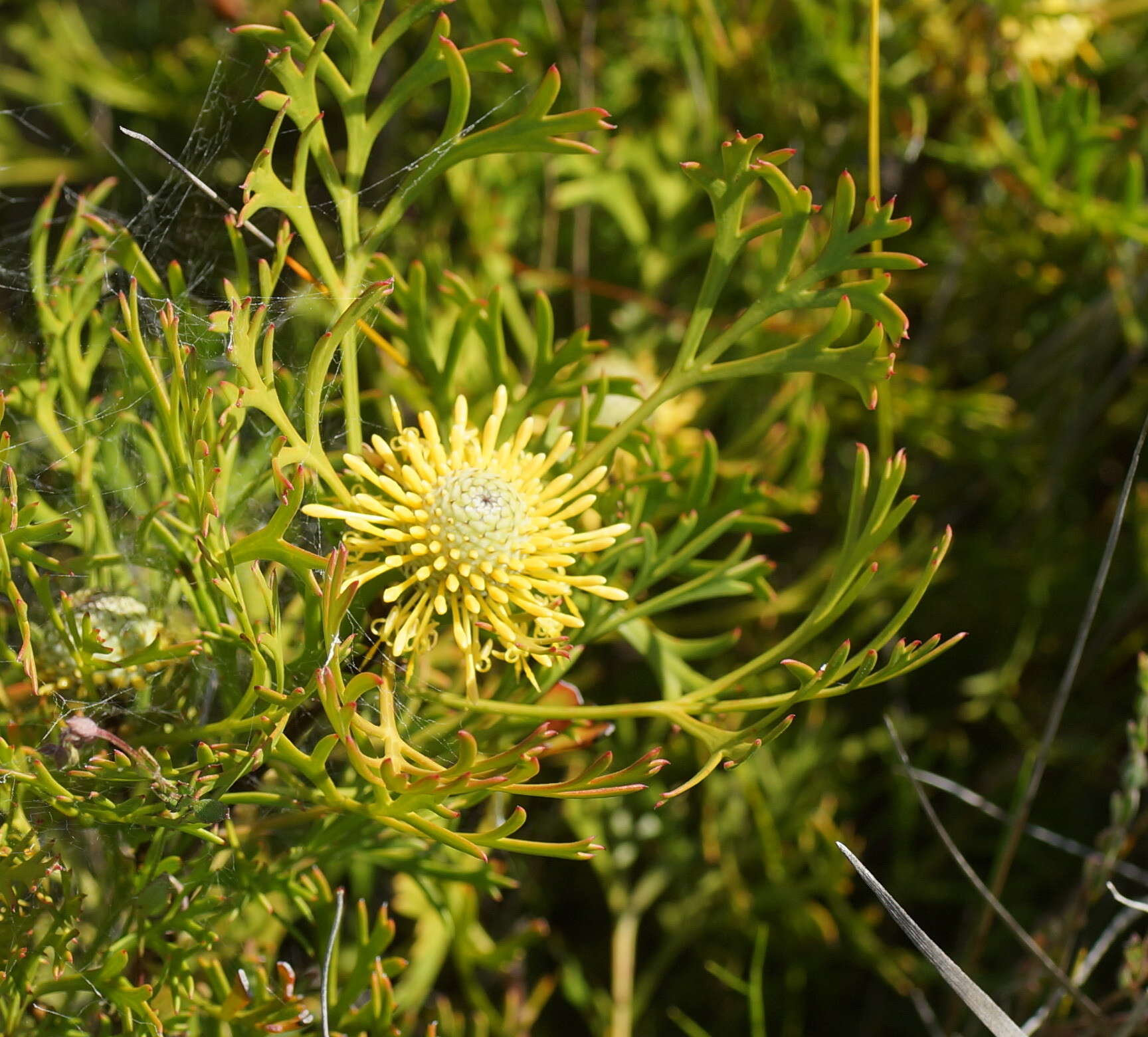 Imagem de Isopogon anemonifolius (Salisb.) Knight