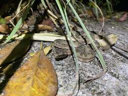 Image de Protobothrops cornutus (M. A. Smith 1930)