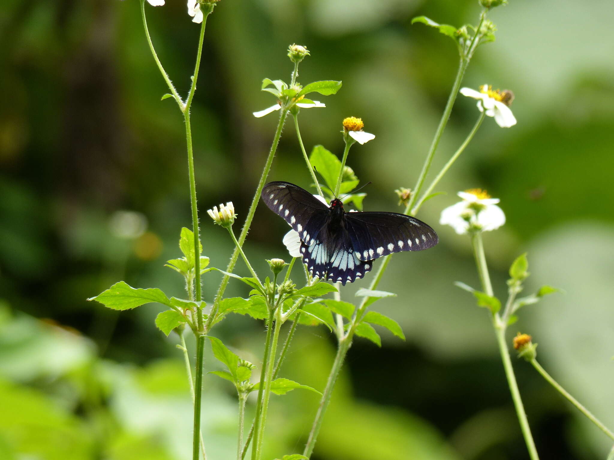 Mimoides phaon (Boisduval 1836)的圖片