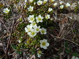 Imagem de Diapensia lapponica var. obovata F. Schmidt