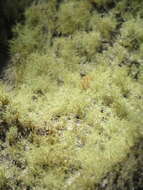 Image of beard lichen