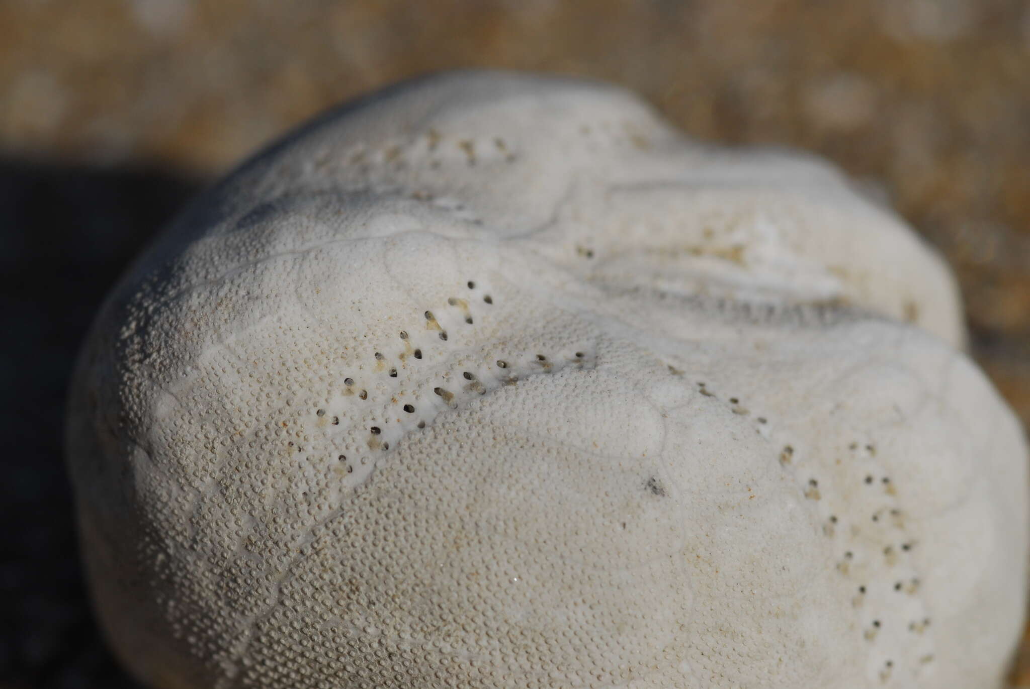 Image of Echinocardiinae Cooke 1942