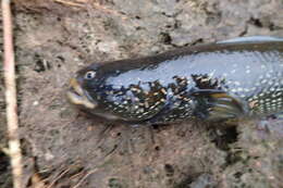 Image of Small snakehead