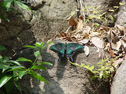 Image de Papilio maackii Ménétriés 1859