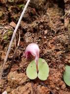 Image de Corybas aconitiflorus Salisb.