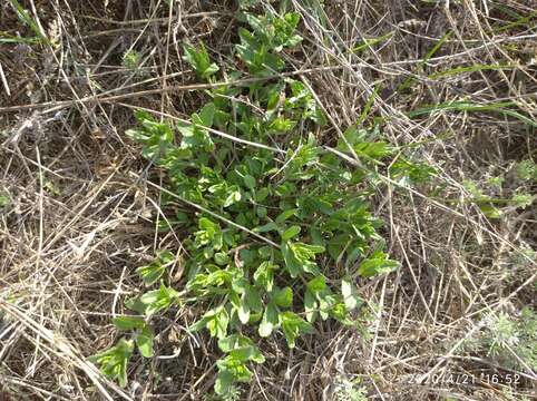 Image of Sprawling Speedwell