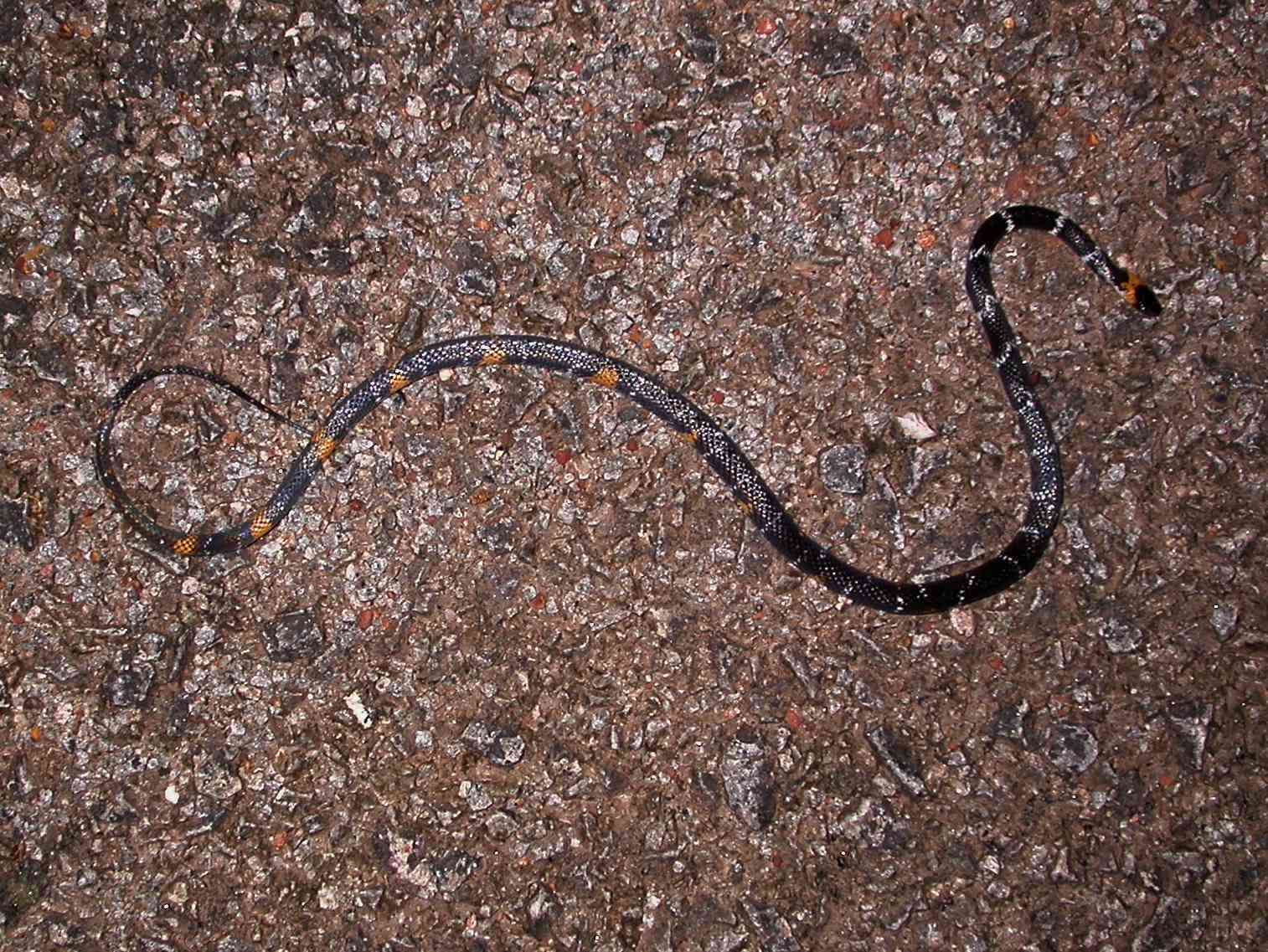 Image of Tschudi's False Coral Snake