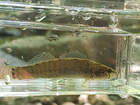 Image of Spottail darter