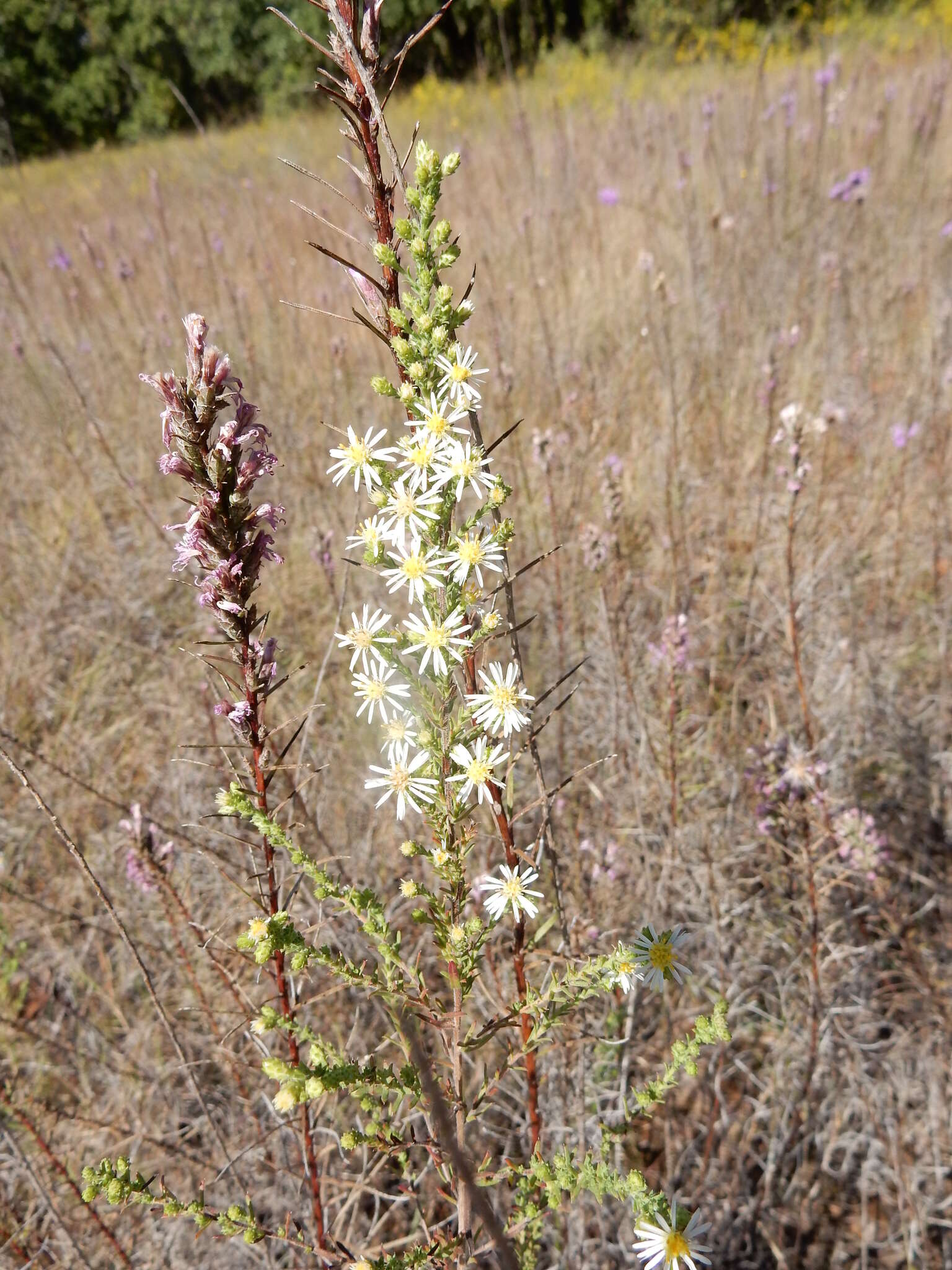 Image of white heath aster