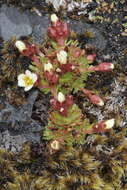 Plancia ëd Saxifraga cespitosa L.