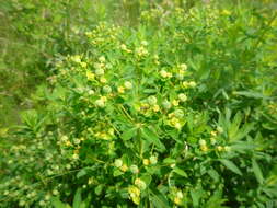 Image of Hairy Spurge