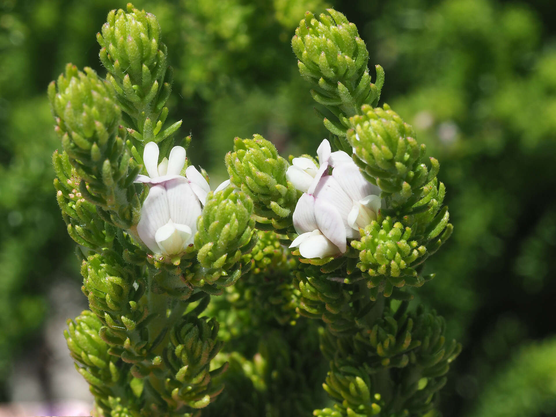 Image of Aspalathus forbesii Harv.