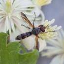 Image de Cylindromyia rubida (Loew 1854)