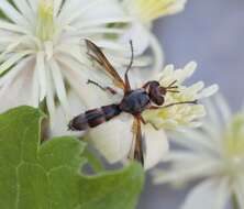 Image of Cylindromyia rubida (Loew 1854)