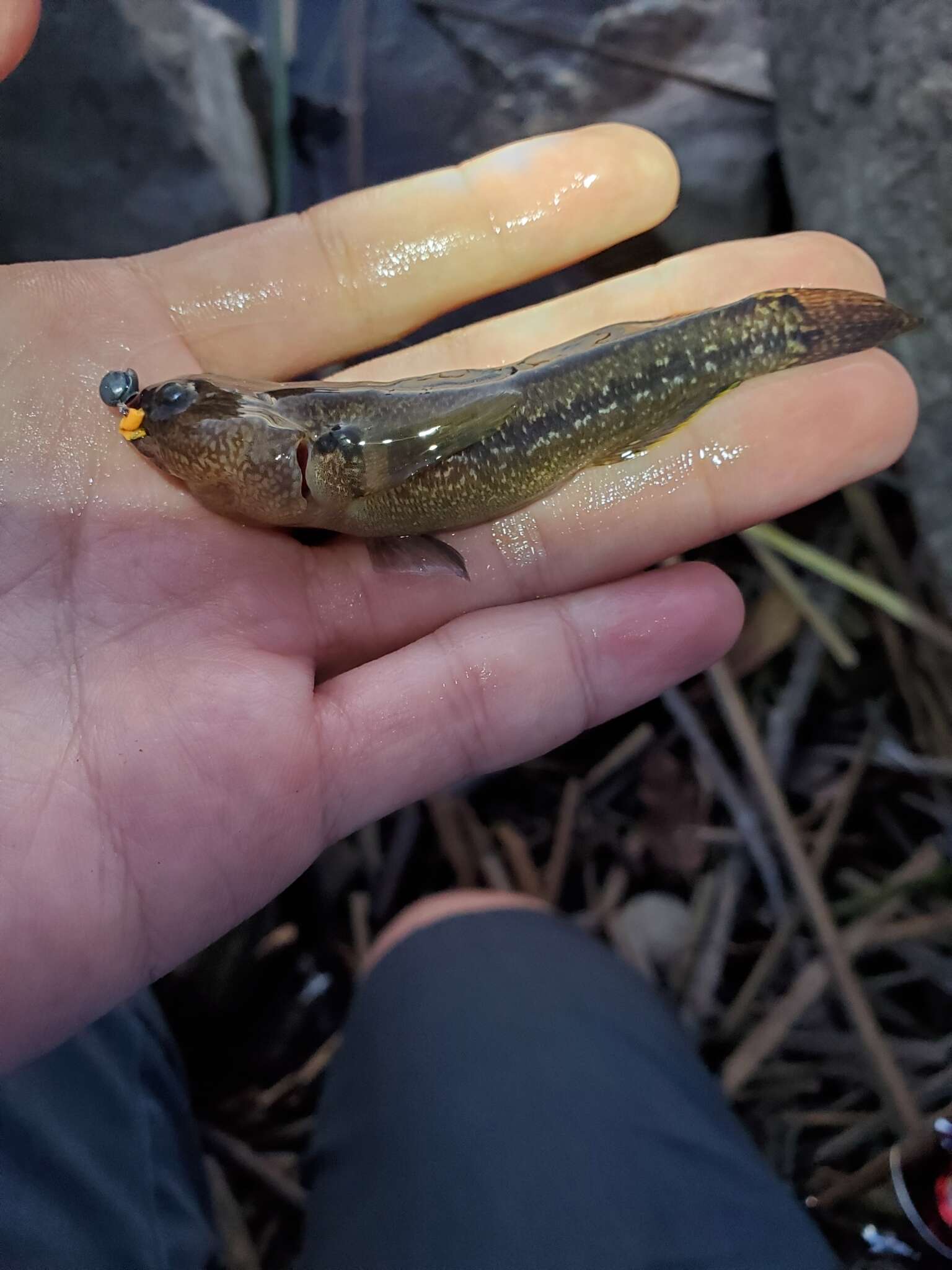 Image of Shimofuri Goby