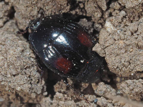 Image of Margarinotus (Paralister) purpurascens (Herbst 1791)