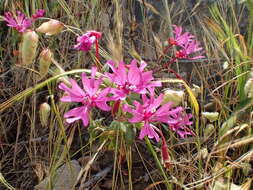 Image of Raiche's clarkia