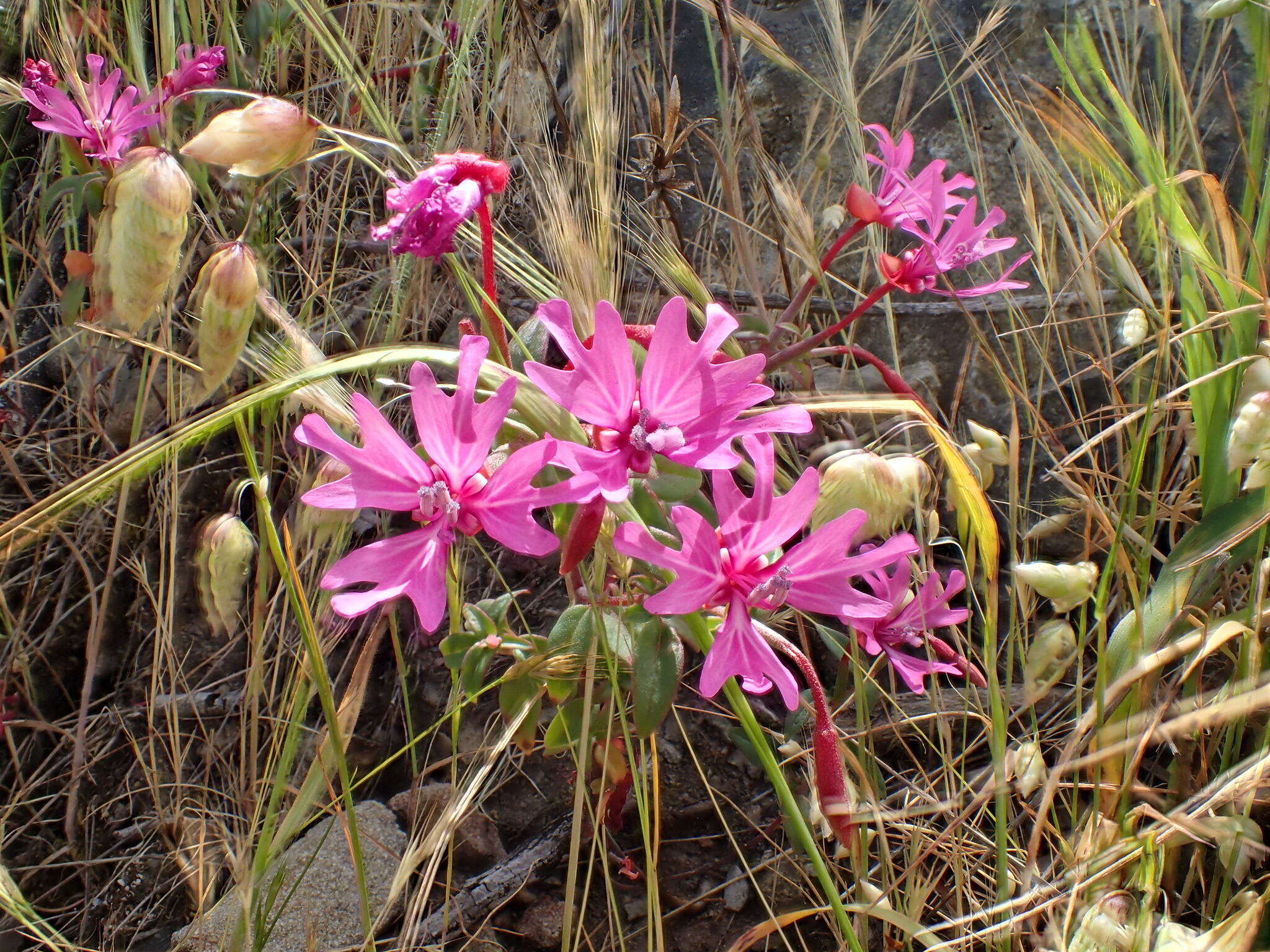 Image of Raiche's clarkia