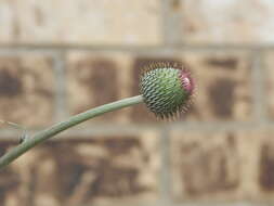 Cirsium engelmannii Rydb.的圖片