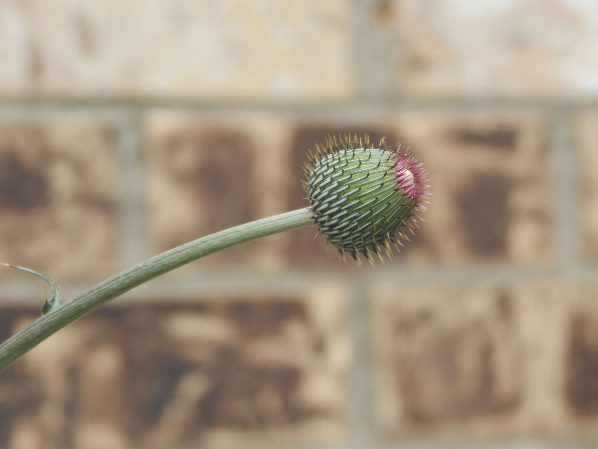 Cirsium engelmannii Rydb.的圖片