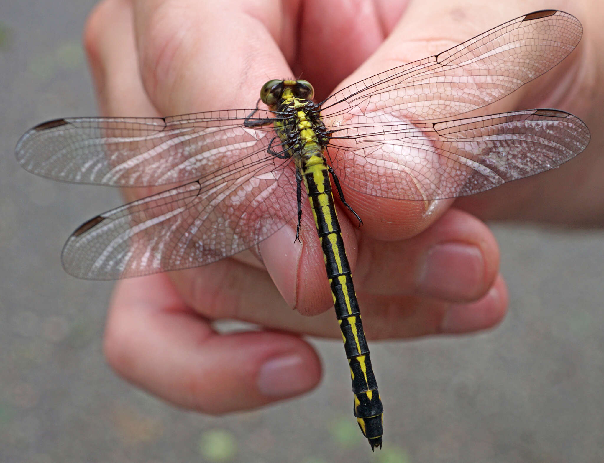 Image of Riverine Clubtail