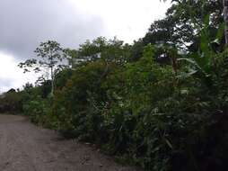 Plancia ëd Miconia longifolia (Aubl.) DC.