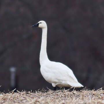 Image de Cygne siffleur