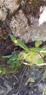 Image of Rusby's hawkweed