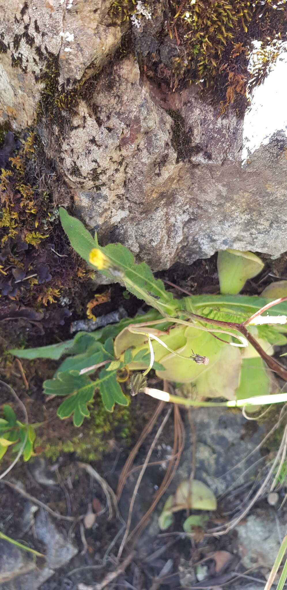 Image of Rusby's hawkweed