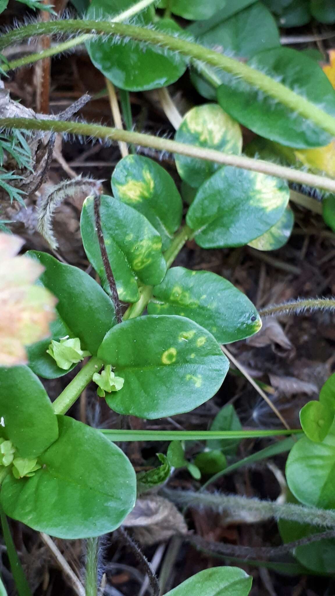 Image of Tobacco rattle virus