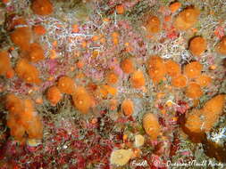 Image of orange sea grapes