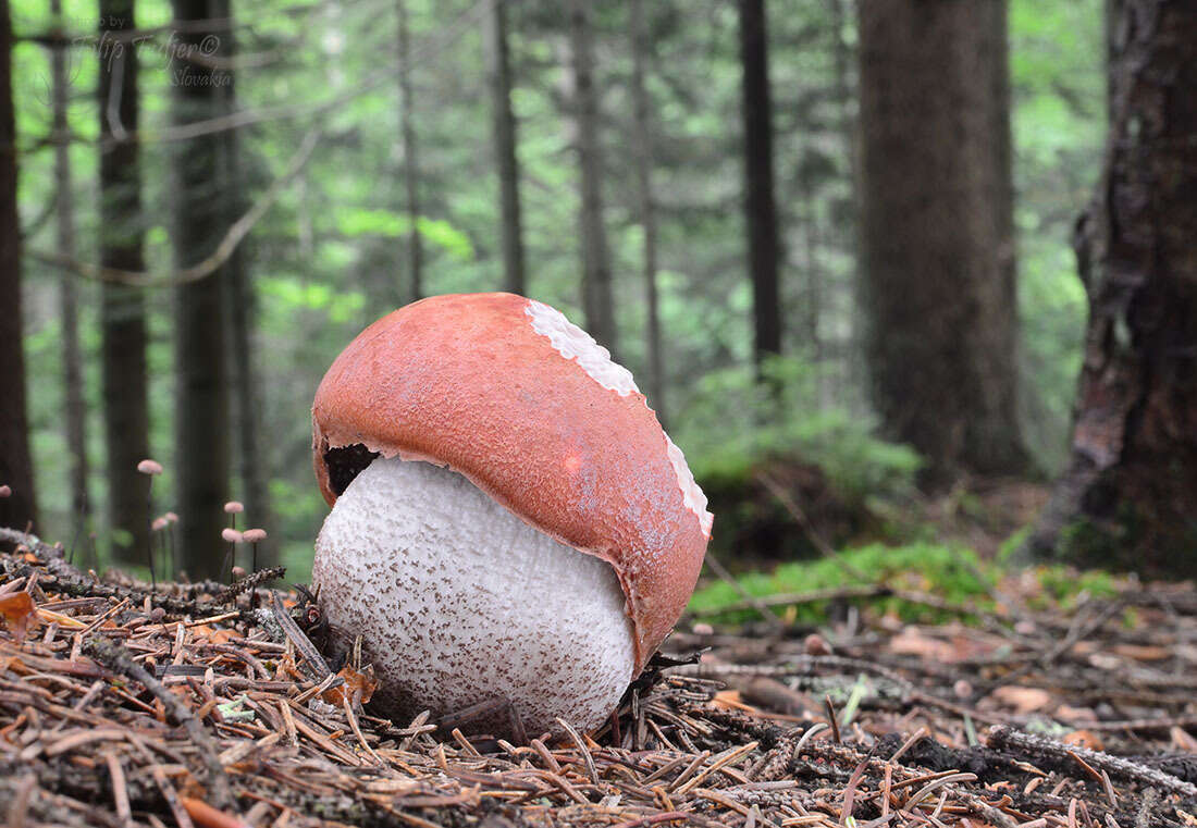 Image of Leccinum piceinum Pilát & Dermek 1974