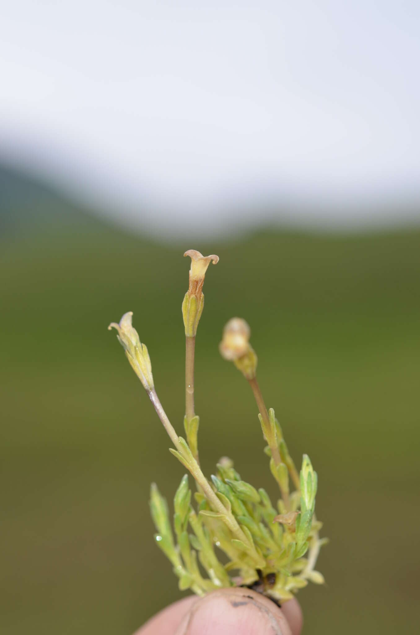 صورة Gentiana leucomelaena Maxim.