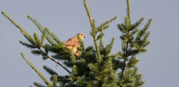 Image of kestrel, common kestrel