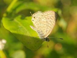 Image of <i>Leptotes <i>pirithous</i></i> pirithous