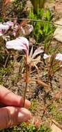 Image of Pelargonium longicaule Jacq.