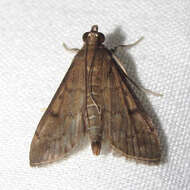 Image of Dusky Herpetogramma