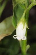 Image of lily of the valley vine