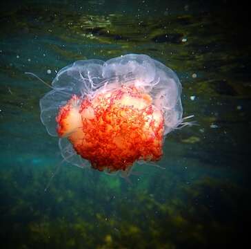 Image of lion’s mane