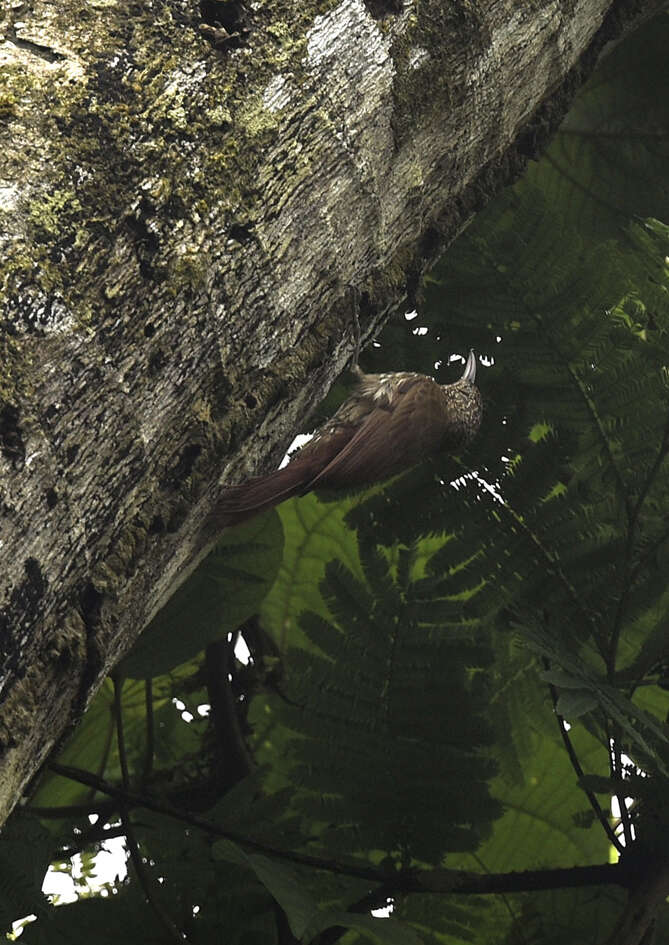 Image of Guianan Woodcreeper