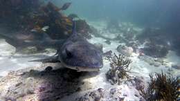 Image of Spotted Gully Shark