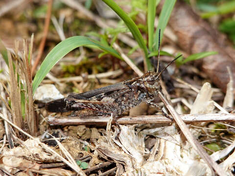 Image of Heteropternis rufipes (Shiraki 1910)