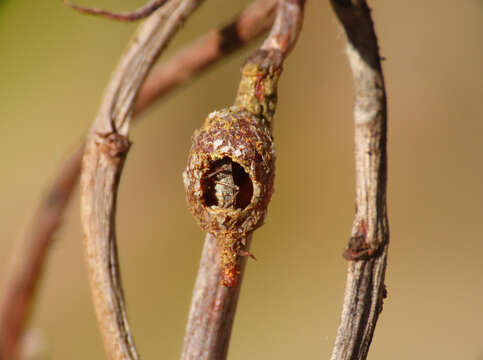 Image of Anthidiellum strigatum (Panzer 1805)